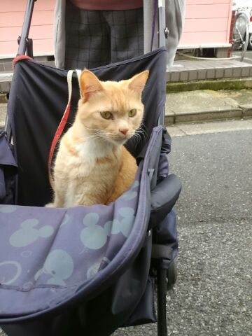 ちびです。 はじめまして