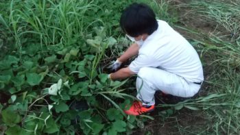 早川ファーム　お芋の成長 🍠　中間報告