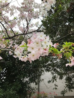 桜が満開🌺　都市工房通信４月号発行しました🌺