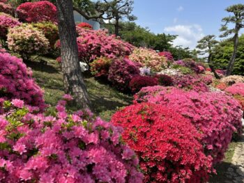 ゴールデンウィーク営業日のおしらせ🌼