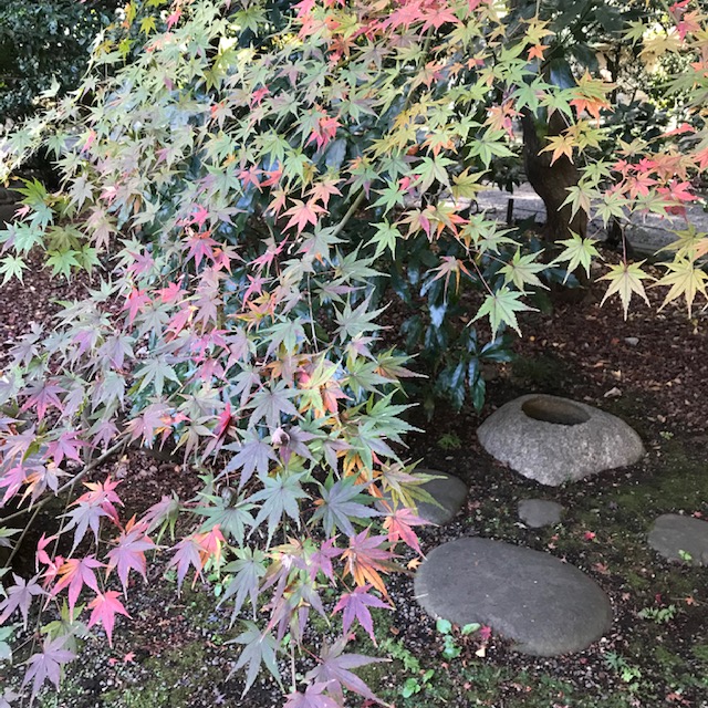 名残の紅葉と雪吊り🍂