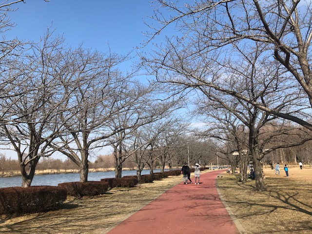 春はもうすぐ🌸