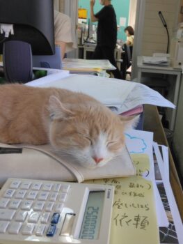 居眠り社員　社長代行にゃん太郎　(=^・・^=)