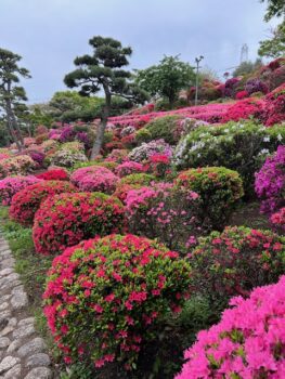 🌸ゴールデンウィーク営業日のお知らせ🎏