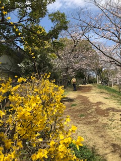 桜も満開です🌸🌸 都市工房通信4月号発行しました🌸
