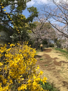 桜も満開です🌸🌸　都市工房通信４月号発行しました🌸