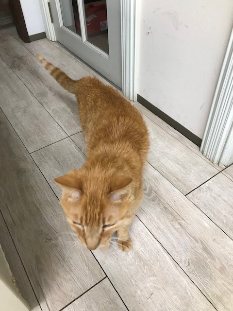 はるか ひさびさの登場です🐱