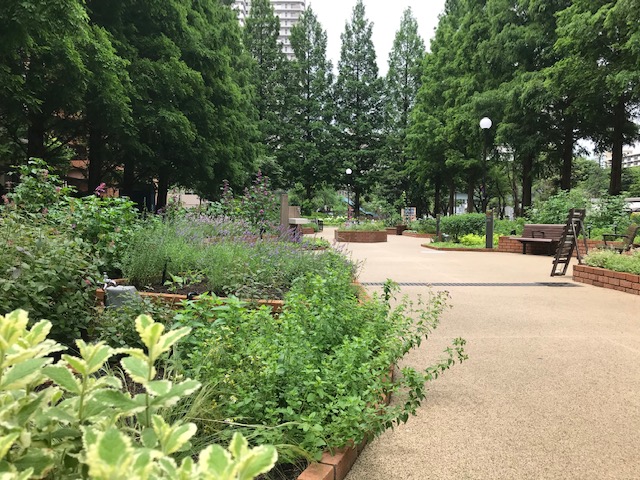 武蔵野の面影を残して 都立光が丘公園 都市工房通信7月号発行しました🌻