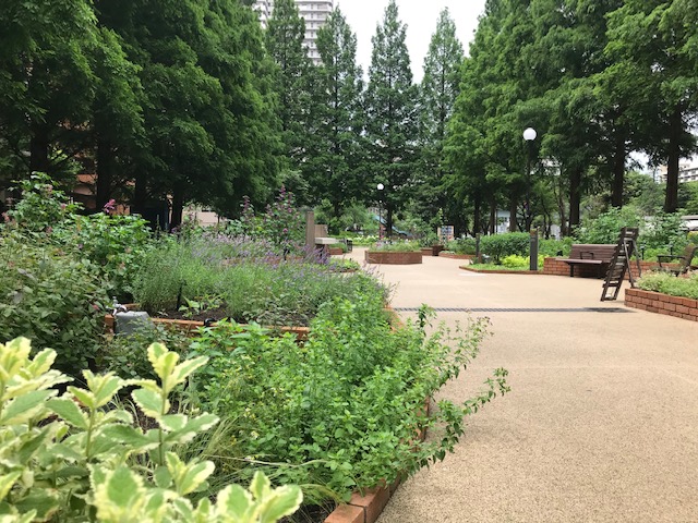 武蔵野の面影を残して　都立光が丘公園　都市工房通信７月号発行しました🌻