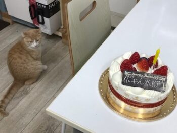 🍰Happy birthday にゃん太郎 1歳になりました🐱