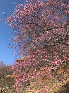 春の兆し🌺　都市工房通信30号になりました🌷