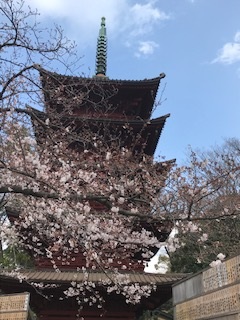 平成から令和へ　今年の櫻も満開です🌸