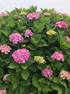 今年も紫陽花の季節になりました🌺 都市工房通信6月号発行しました。