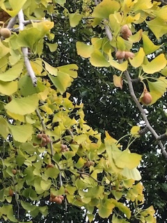 小さい秋見つけに🍂 都市工房通信11月号発行しました!