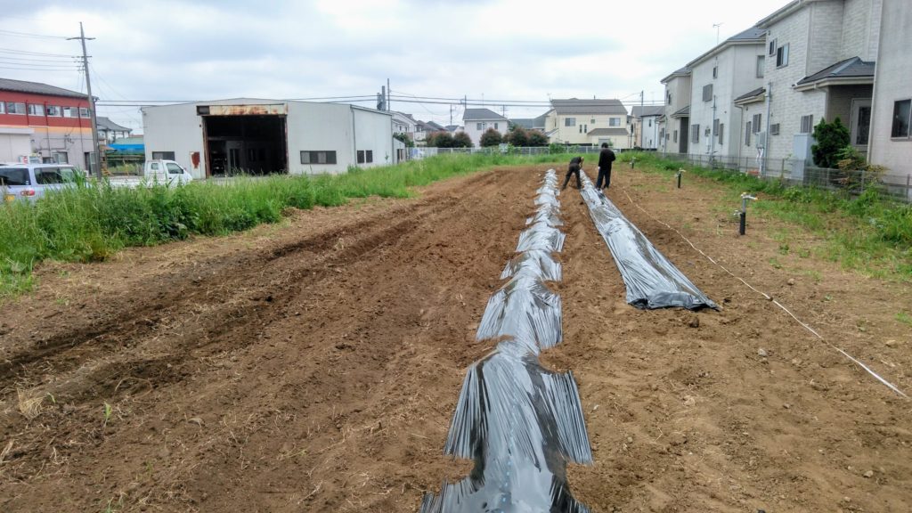 三咲の早川ファーム　さつまいもの苗を植えました🌱