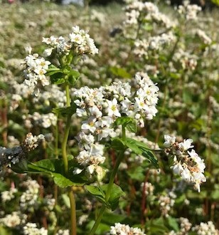 蕎麦の花 都立舎人公園