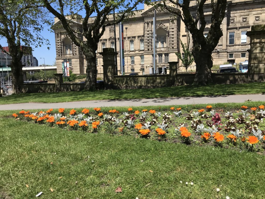 イギリス・リバプールの夏に見つけた植物