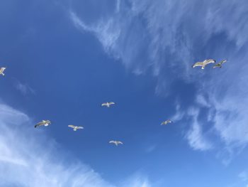 イギリス・リバプールに住む鳥たち