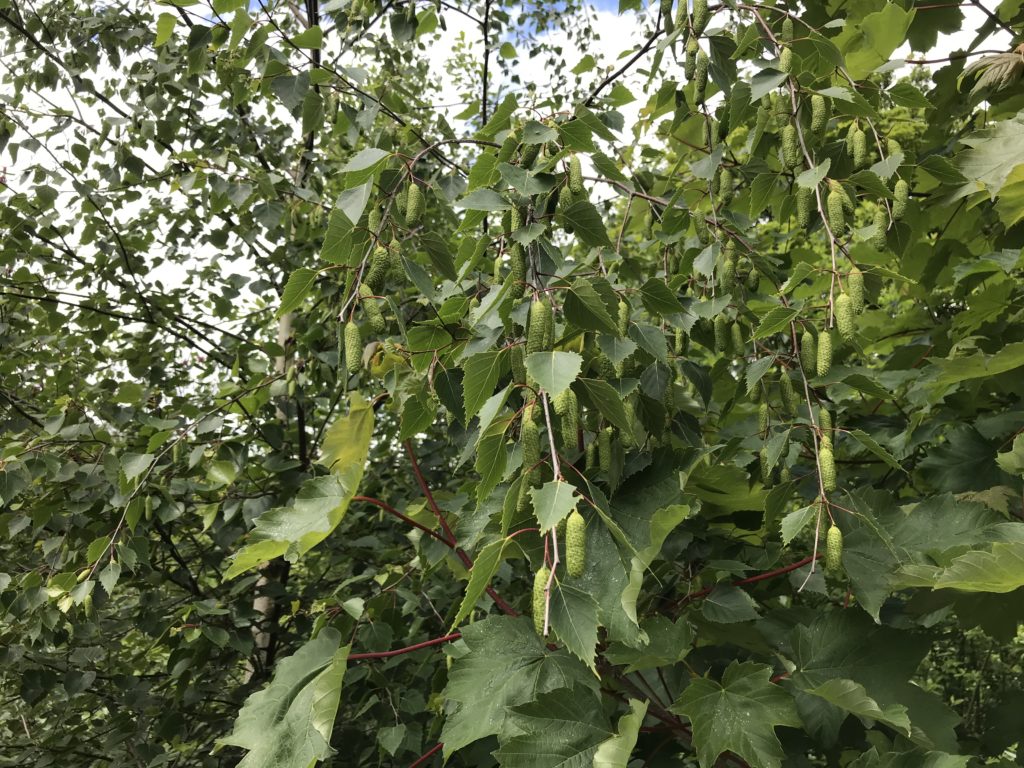 ヨーロッパで見つけた公園に植えられている植物