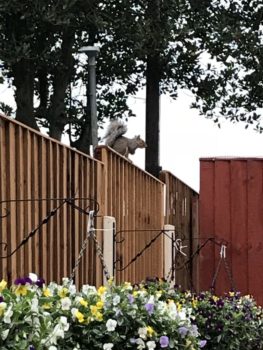 イギリス・リバプールに住むリス