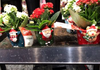 クリスマスデコレーション・Plants in UK